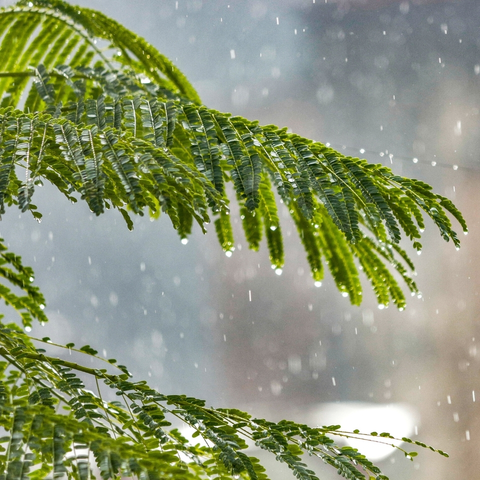 Green leaves - Rain - R Parfums Pluviophile Kẻ yêu mưa R Parfums tạo hương cơn mưa