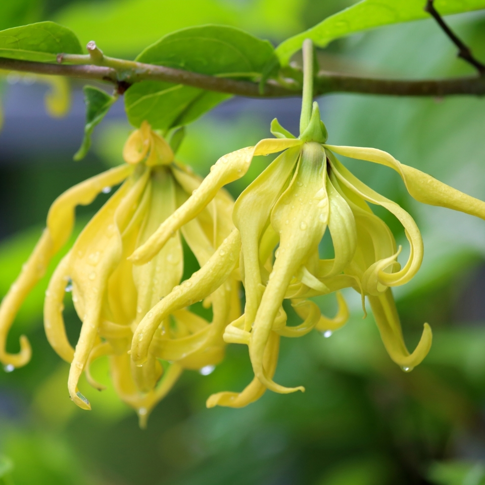 Ylang - Ylang - R Parfums Pluviophile Kẻ yêu mưa R Parfums tạo hương cơn mưa
