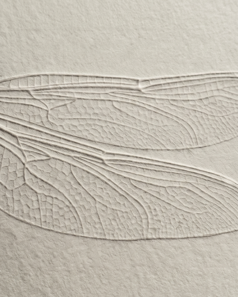 Close-up of a pale leaf vein imprint on a textured beige rock surface, resembling a fossilized leaf pattern.
