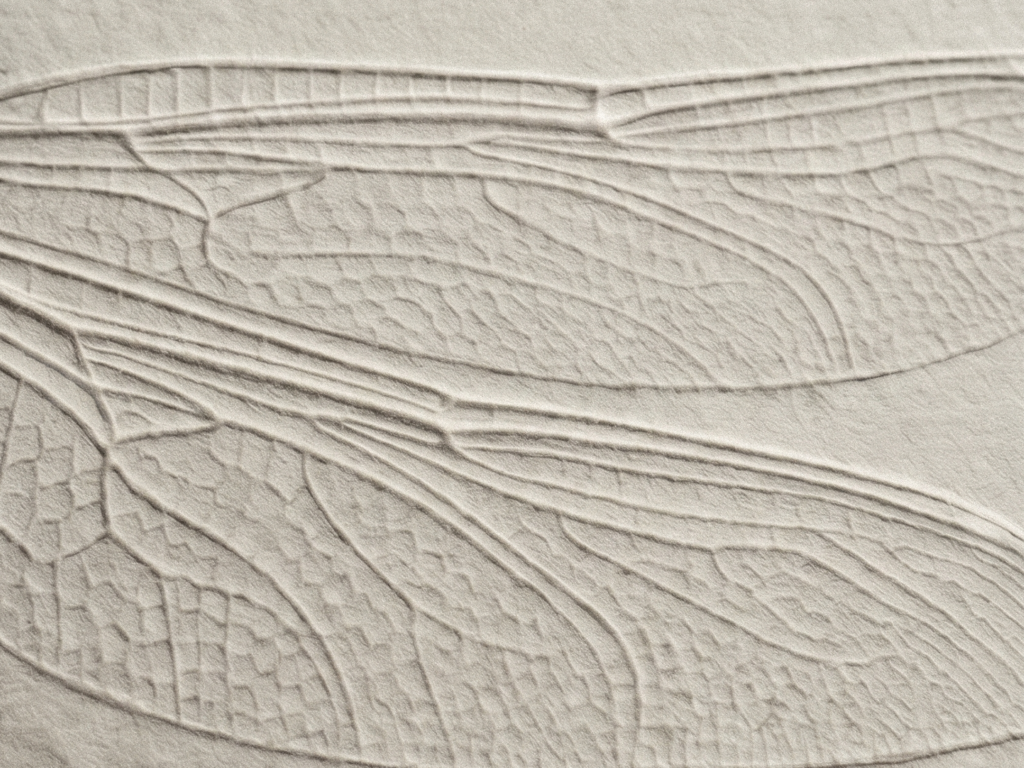 chuồn chuồn, dragonfly