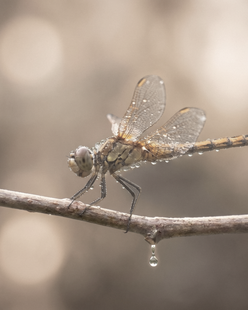 dragonfly, rain