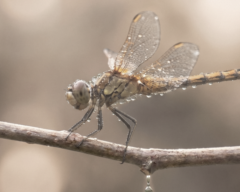 Close-up of a dragonfly perched on a branch with dew droplets clinging to its wings and body.