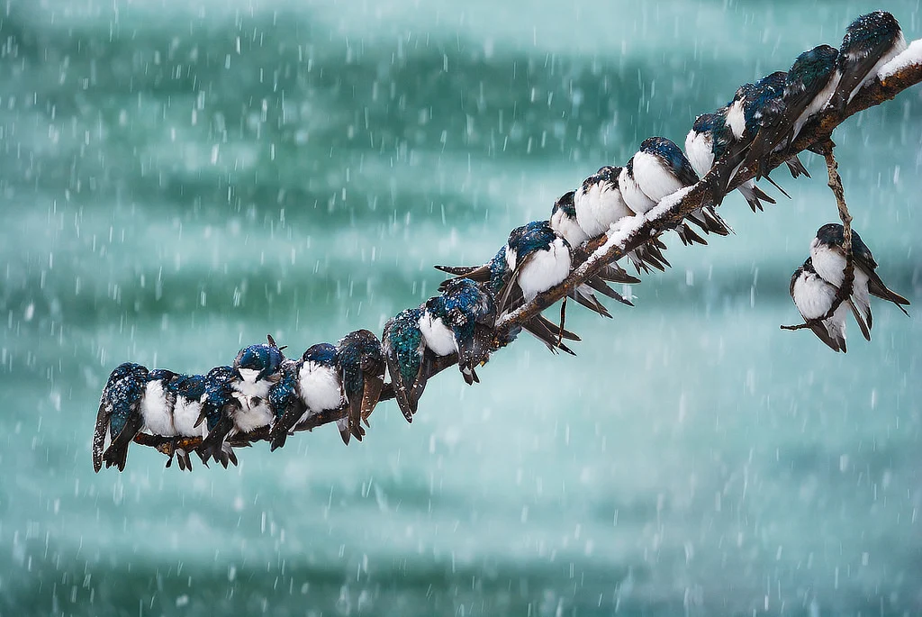 swallows