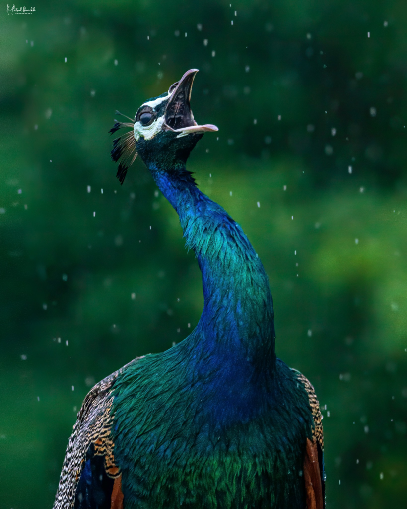 Peacock with beak open, head tilted upward, raindrops falling against a green blurred background, vibrant blue-green plumage visible.