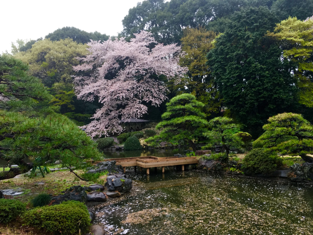 Cherry blossom tree in full bloom over a tranquil pond with a wooden bridge in a Japanese-style garden.