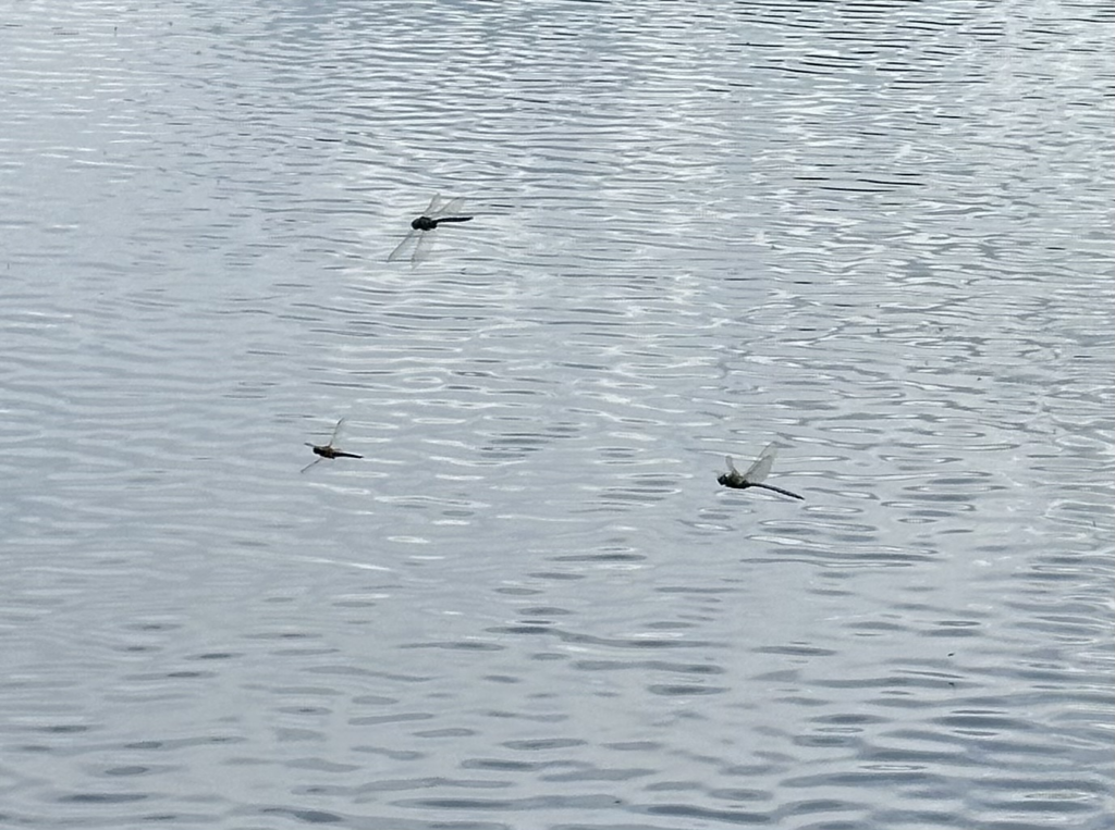 dragonfly, chuồn chuồn