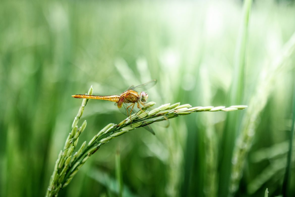 chuồn chuồn, dragonfly