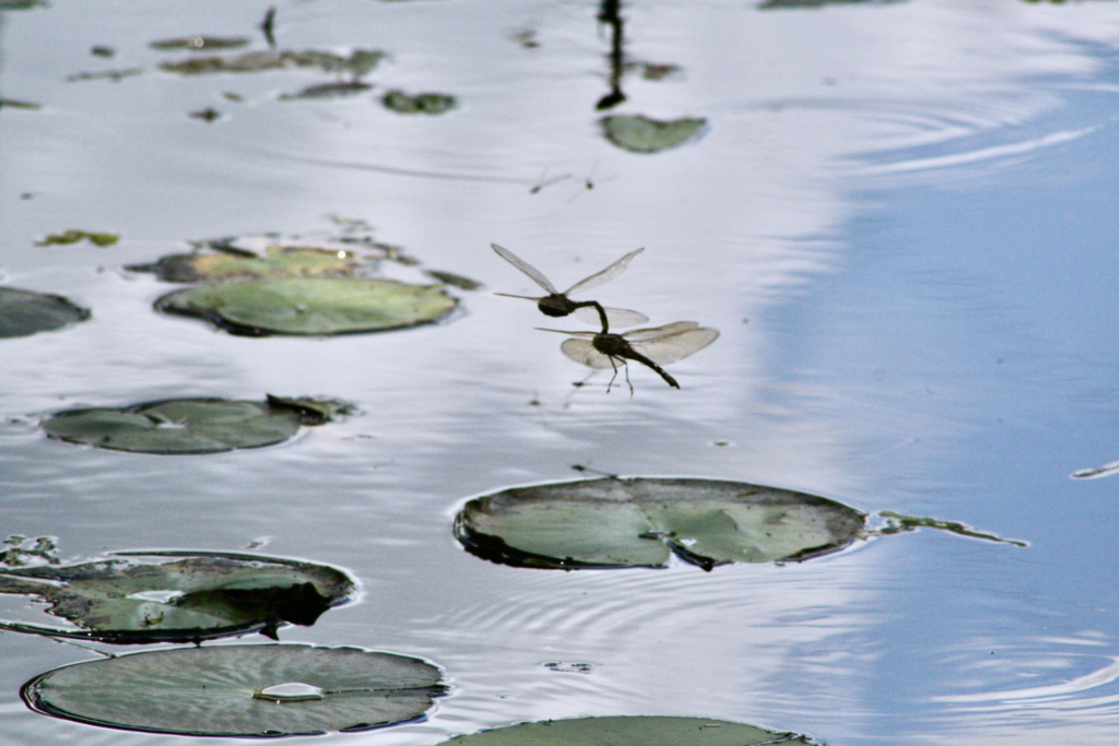 Two dragonflies skimming over a pond with floating lily pads.