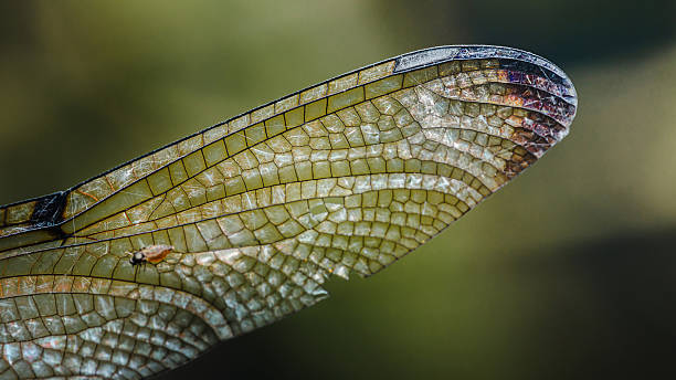 chuồn chuồn, dragonfly